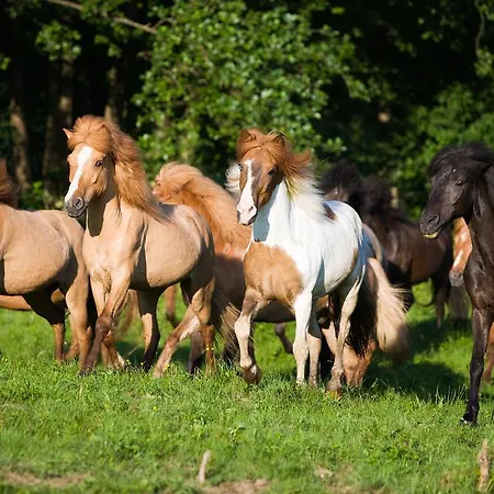 Reitzentrum Hausruckhof E U 3* Ampflwang im Hausruckwald