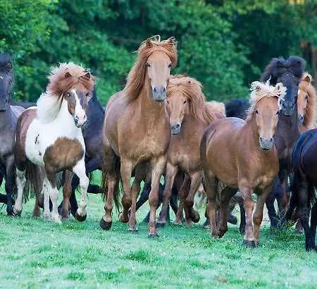 Reitzentrum Hausruckhof E U 3* 昂弗旺-因豪斯霍克