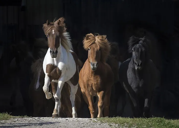 호텔 Reitzentrum Hausruckhof E U