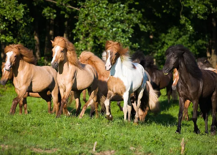 Reitzentrum Hausruckhof E U 3* Ampflwang im Hausruckwald