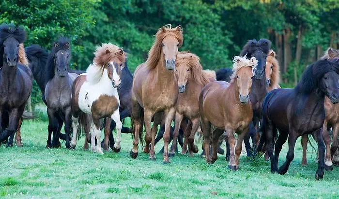 Reitzentrum Hausruckhof E U 3* Ampflwang im Hausruckwald